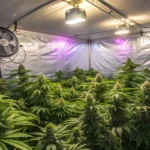 Fat Bastard Strain indoor présentant une plante cannabis vigoureuse en floraison sous éclairage LED dans une tente de culture contrôlée