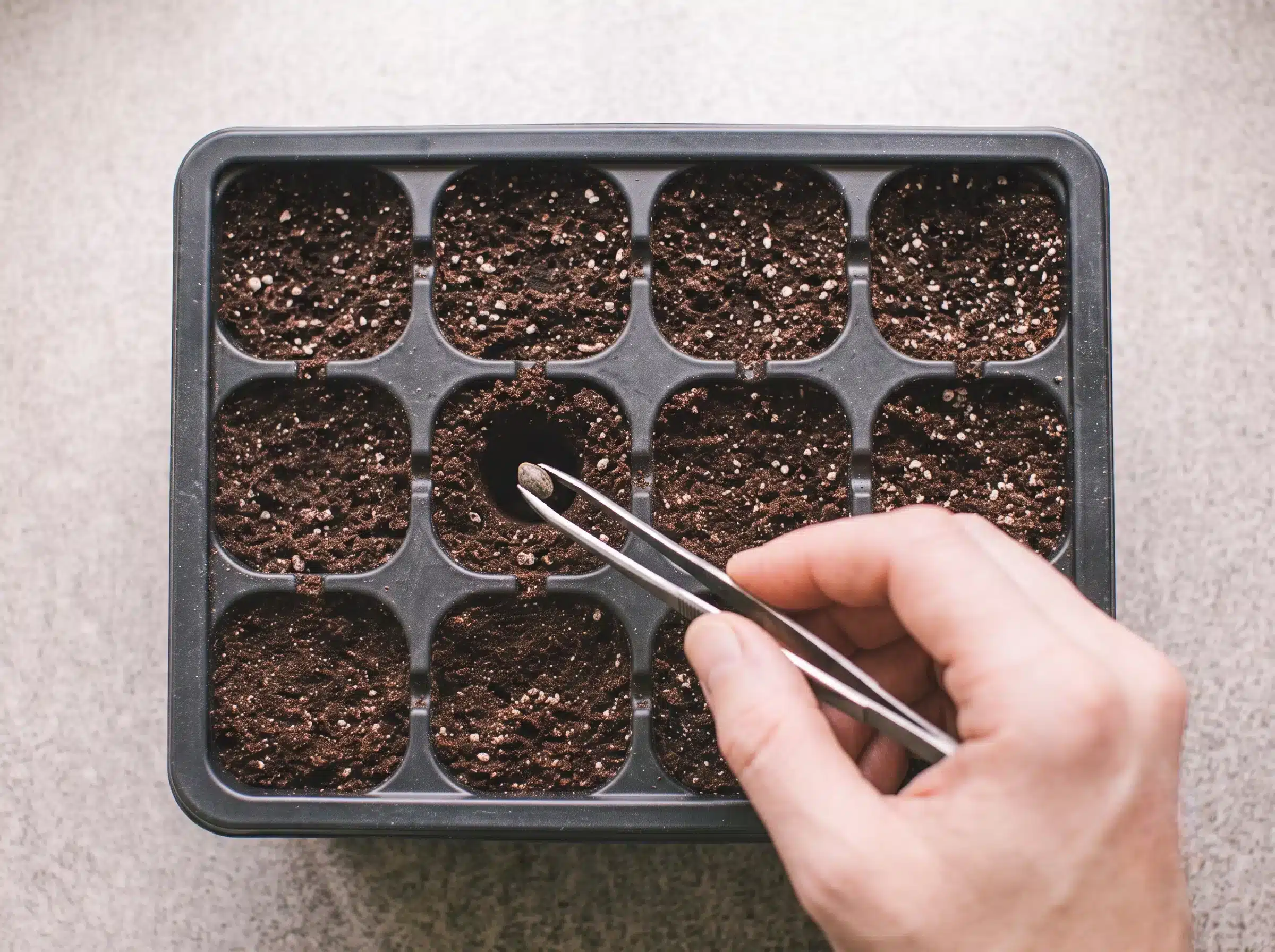 Plantules maintenues au chaud et dans l'humidité