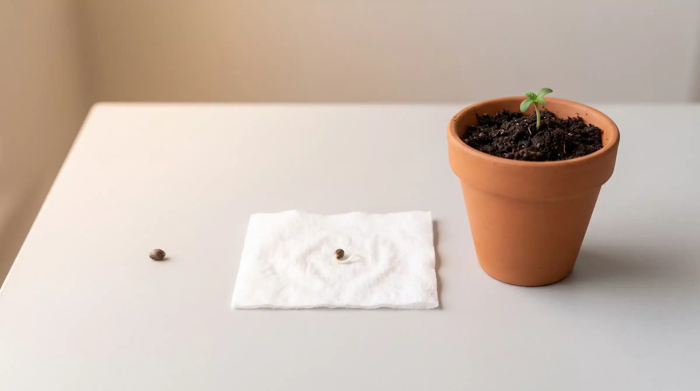 Guide de germination des graines de cannabis