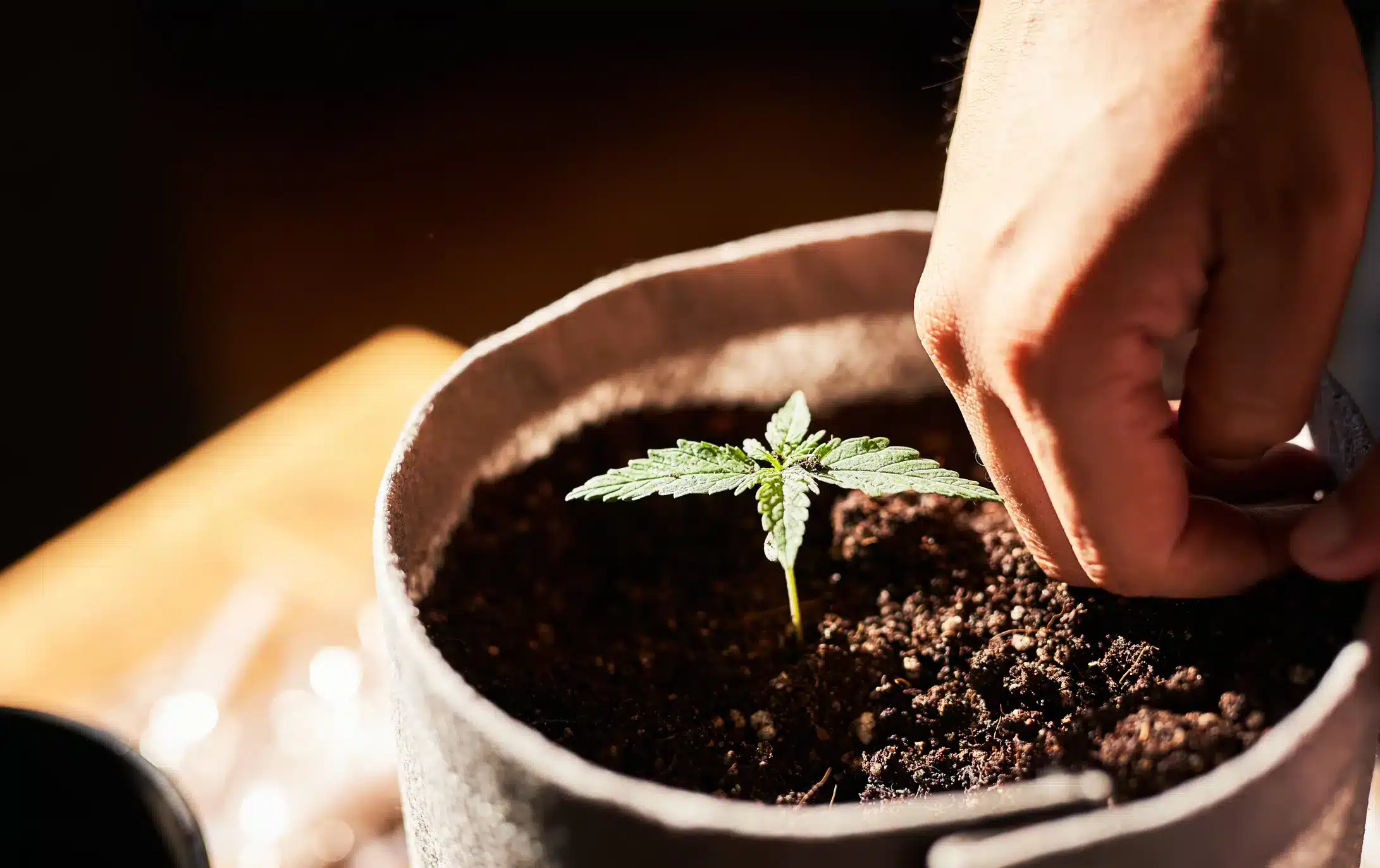 La germination des graines de cannabis demande du temps