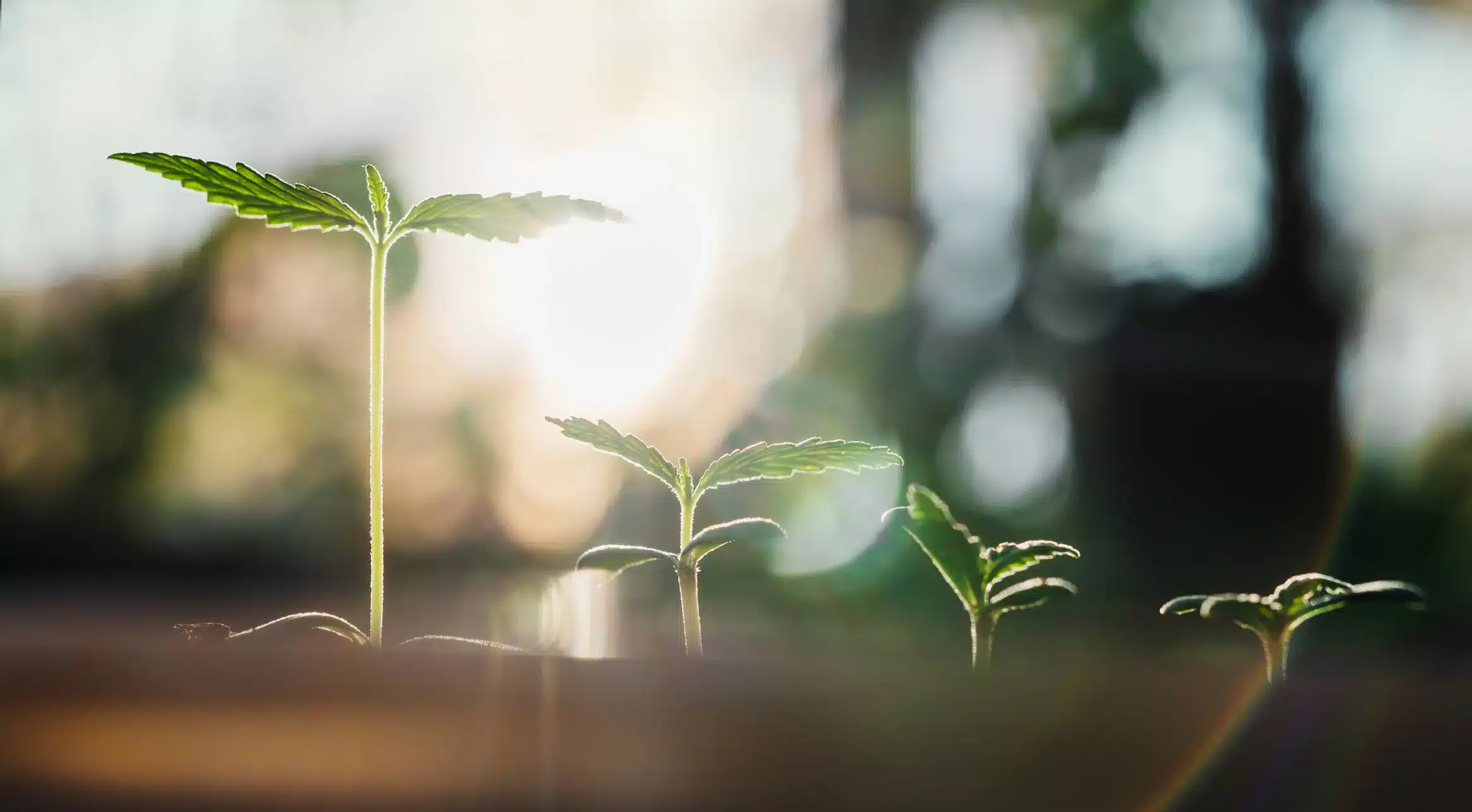 Plantules de cannabis sous surveillance