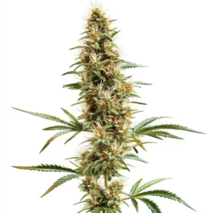 2046 Fast Version cannabis plant with long resinous buds