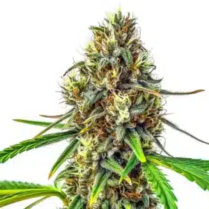 24K Gold Regular cannabis plant with dense golden buds covered in trichomes.