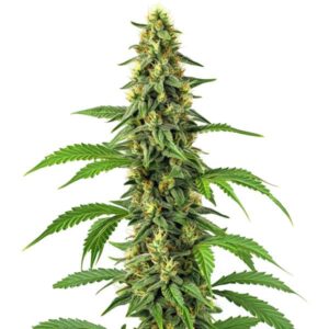 Plante de cannabis 24K Gold avec pistils orange et têtes givrées