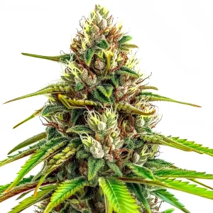 Plante de cannabis 24k Gold Auto avec des têtes résineuses aux pistils dorés.