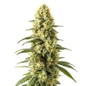Plante de cannabis 3 Kings avec des têtes denses et des pistils lumineux