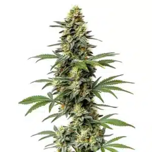 Plante de cannabis autoflorissante 60 Day Wonder avec têtes matures
