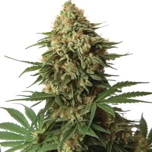 Plante de cannabis 9 Pound Hammer avec des têtes compactes d’indica
