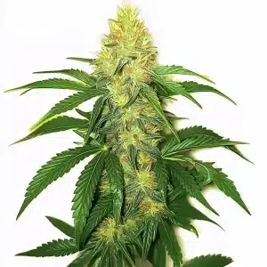 Bourgeons de cannabis AK-47 brillants avec trichomes et pistils orange sur feuilles vertes.