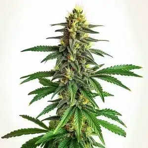 AK 47 Fast Version marijuana plant with dense green flowers
