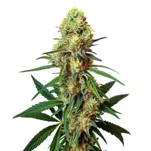 AK 47 Regular cannabis plant with tall structure and resinous buds.