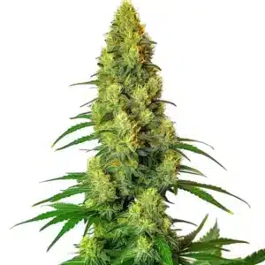 Plante de cannabis AK 48 avec des têtes résineuses et des feuilles vertes