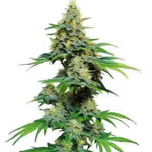 Plante de cannabis AK 59 avec des colas épais