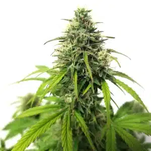 Plante de cannabis AK Auto en floraison avec des têtes compactes recouvertes de trichomes.