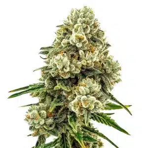 Plante de cannabis Acid Diesel avec des colas résineux