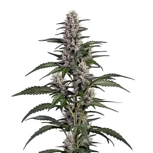 Plante de cannabis Afghan Auto avec des têtes compactes et résineuses.