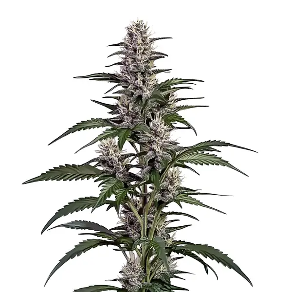 Afghan Auto