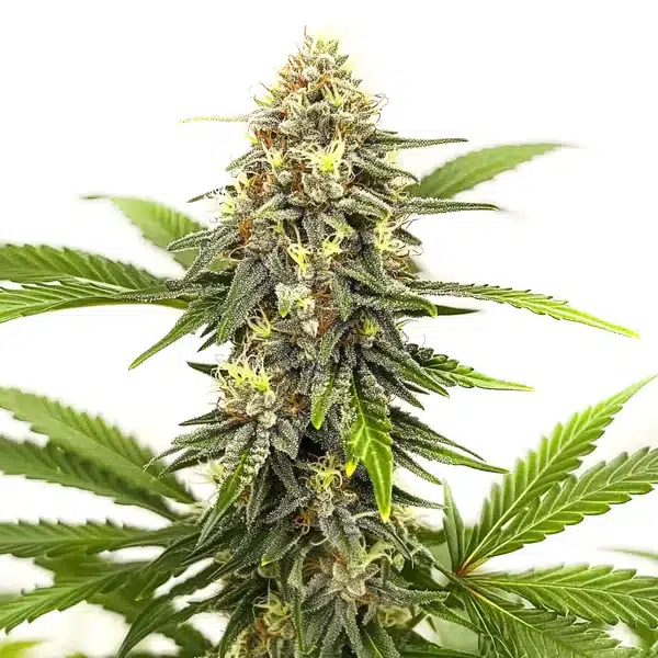 Afghan Hash Plant Régulière