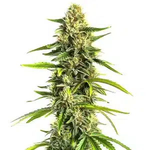Plante de cannabis Afghan Hawaiian x Laos x Jamaican aux traits hybrides exotiques