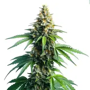 Plante de cannabis Afghan Kush aux bourgeons denses et feuilles vertes recouvertes de pistils orange.