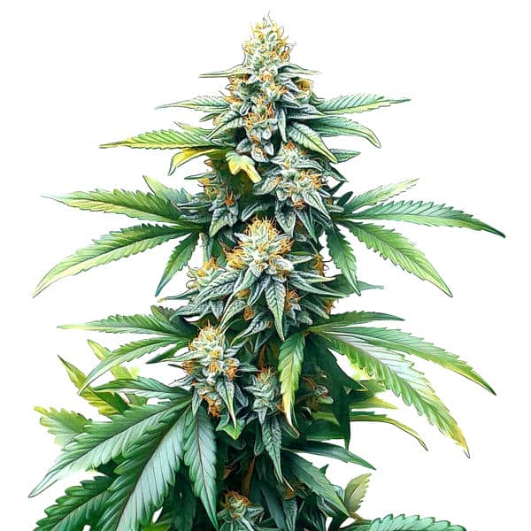 Afghan Kush Régulière