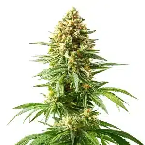 Plante de cannabis Afghan Kush x Blueberry avec des têtes colorées