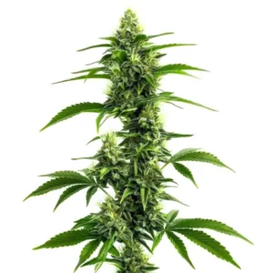 Plante de cannabis Afghan Kush x Super Skunk avec des têtes denses et résineuses