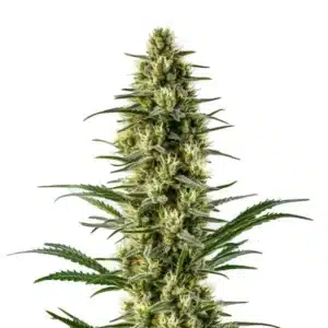 Plante de cannabis Agent Orange avec des pistils orange