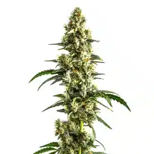 Agent Orange Regular cannabis plant with orange pistils and dense flowers.