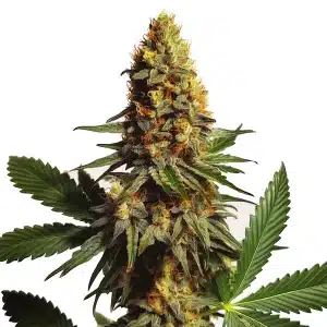 Plante de cannabis AK x Somango Auto avec des fleurs compactes et colorées en pleine floraison.
