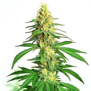 Plante de cannabis AK59 Auto avec des têtes compactes et recouvertes de résine brillante.