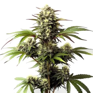 Plante de cannabis Alaskan Purple avec des nuances violettes givrées