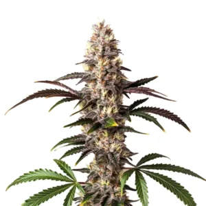 Plante de cannabis Alaskan Thunderfuck avec des têtes résineuses