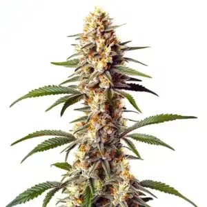 Plante de cannabis Alaskan x Kush x Brazil avec de gros bourgeons résineux.