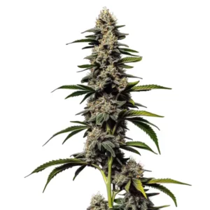 Plante de cannabis Alien Cookies x Kush Mints aux bourgeons givrés et aux feuilles vert foncé.