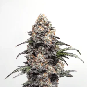 Plante de cannabis Alien GG avec de gros bourgeons collants.
