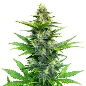 Alien GG Regular cannabis plant with resin-heavy buds.