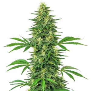Plante de cannabis Alien OG avec des bourgeons denses et givrées.