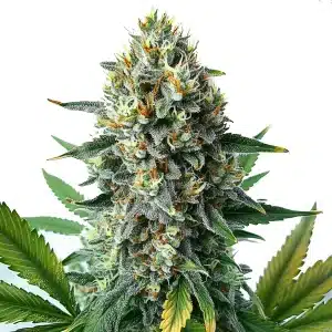 Alien OG Fast Version cannabis plant with frosty trichomes