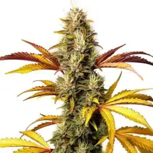 Alien OG Regular cannabis plant with frosty trichome-rich flowers.