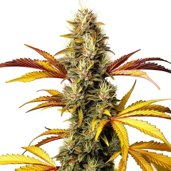 Alien Og Régulière