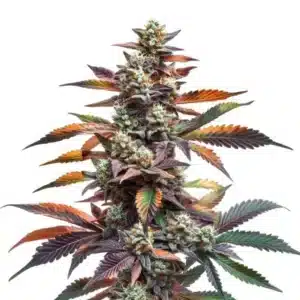 Plante de cannabis Alien Rock Candy aux bourgeons compacts et recouverts de résine.