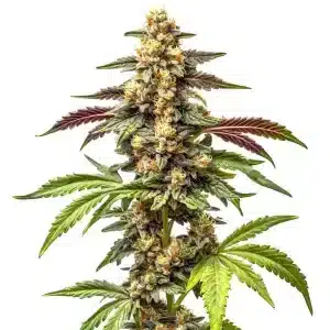 Plante de cannabis Alien Rock Candy F1 en floraison avec colas denses et feuilles vertes sur fond blanc