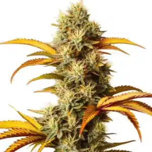 Plante de cannabis Alien Technology avec des bourgeons épais et recouverts de trichomes.