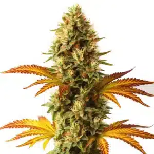 Alien Technology Fast Version weed plant with vibrant green leaves