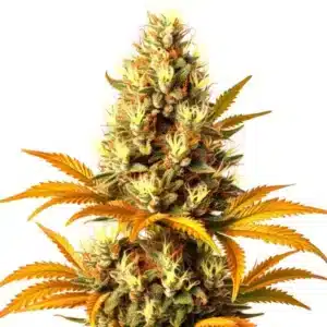 Alien Technology Regular cannabis plant with exotic compact buds.