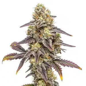 Plante de cannabis Alien Technology x Do-Si-Dos avec des fleurs résineuses et colorées.