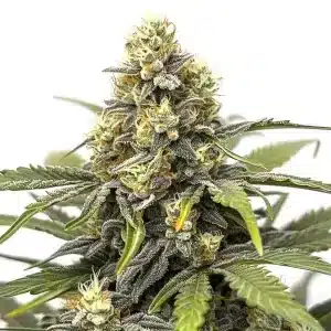 Fleur de cannabis Amnesia Haze avec trichomes givrés et pistils orange.