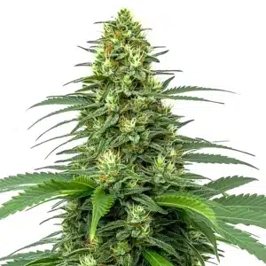 Plante de cannabis Amnesia Auto avec des têtes denses et résineuses.