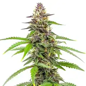 Plante de cannabis Amnesia Blue Headband aux bourgeons givrés et à la structure robuste.